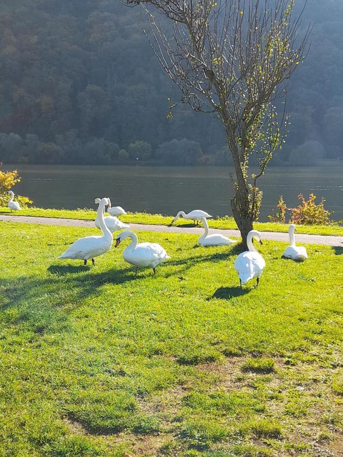 Ferienwohnungen Am Moselbeach Mehring  Exteriör bild
